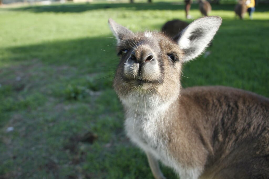 Kangaroo-1.jpg