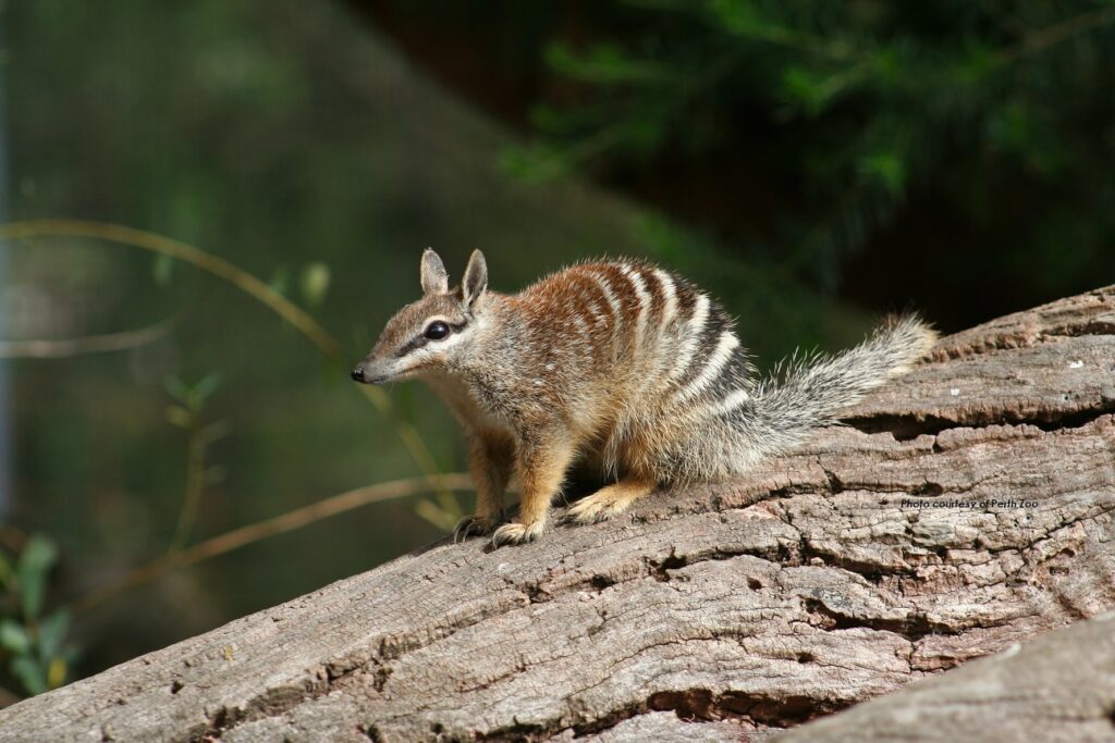NUMBATS-1.jpg