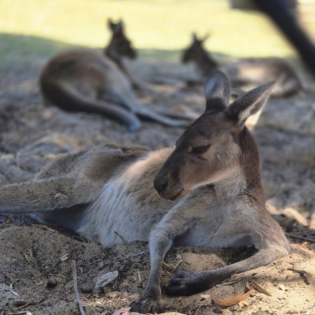 Bunbury Wildlife Park Logo